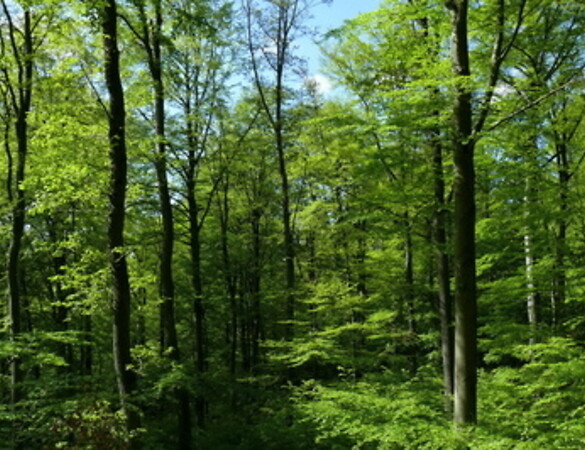 Grußwort zur Jahreshauptversammlung der Forstwirtschaftlichen Vereinigung Oberpfalz
