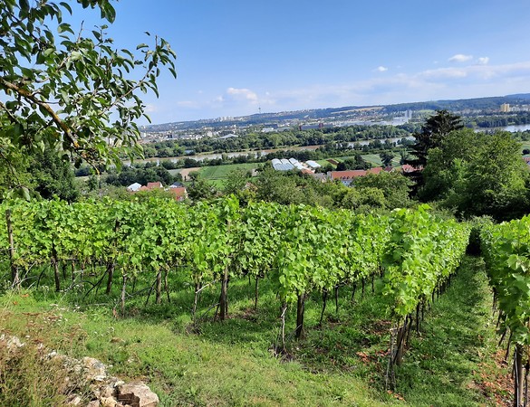 Ökologischer Weinbau