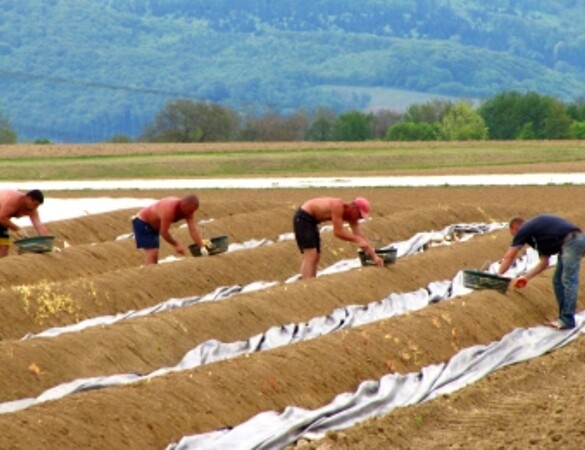 Gefährlicher schwarzer Fleck bei landwirtschaftlicher Ernte