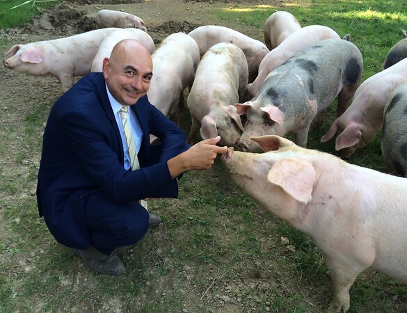 Mit glücklichen Schweinen auf du und du ...