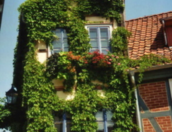 Gebäudebegrünung für ein gutes (Wohn)klima in Städten