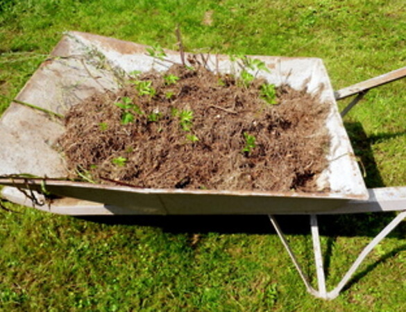 Regensburg ist Glyphosatfrei