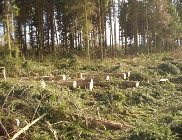 Rodung in Roding im Sinne der Bayerischen Verfassung?