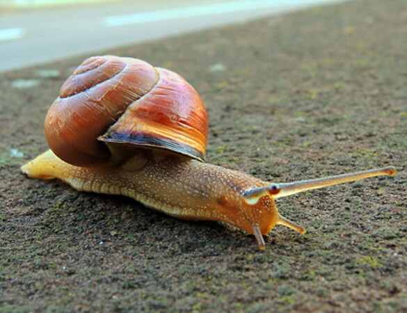 Mietpreisbremse: Rumpfgesetz im Schneckentempo
