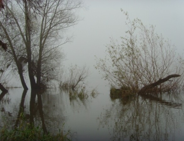 "Ökologische Hochwasserpolitik findet in Bayern nur in homöopathischen Dosen statt"