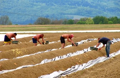 Gefährlicher schwarzer Fleck bei landwirtschaftlicher Ernte
