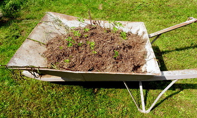 Regensburg ist Glyphosatfrei