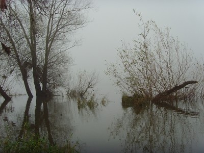 "Ökologische Hochwasserpolitik findet in Bayern nur in homöopathischen Dosen statt"