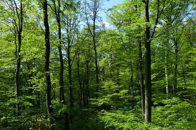 Grußwort zur Jahreshauptversammlung der Forstwirtschaftlichen Vereinigung Oberpfalz
