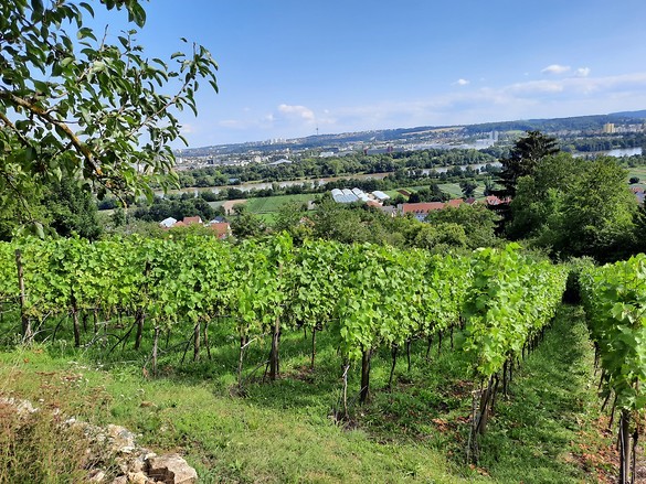 Ökologischer Weinbau